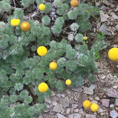 Leptinella hispida syn. Cotula hispida