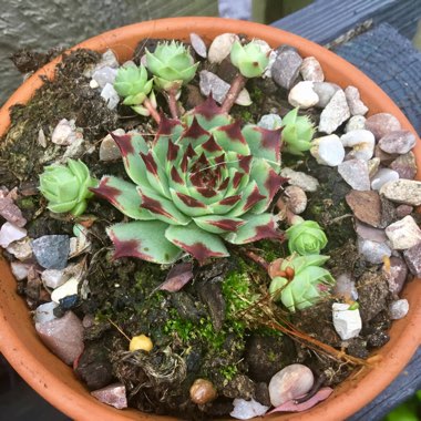 Echeveria Agavoides Red Edge