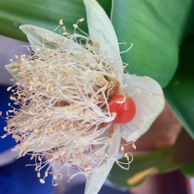 Haemanthus albiflos