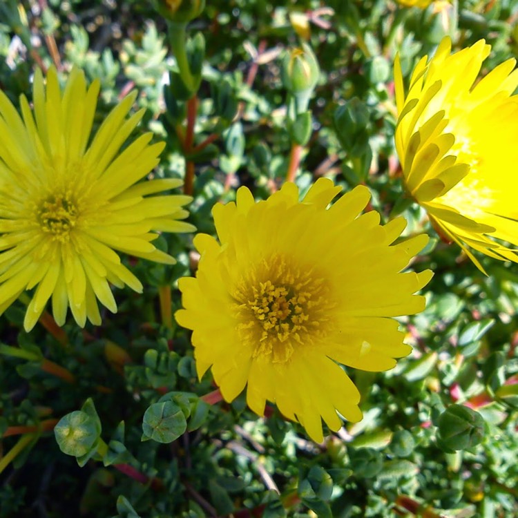 Plant image Lampranthus Aureus