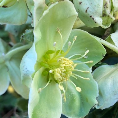 Helleborus argutifolius