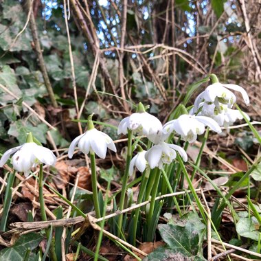 Galanthus nivalis