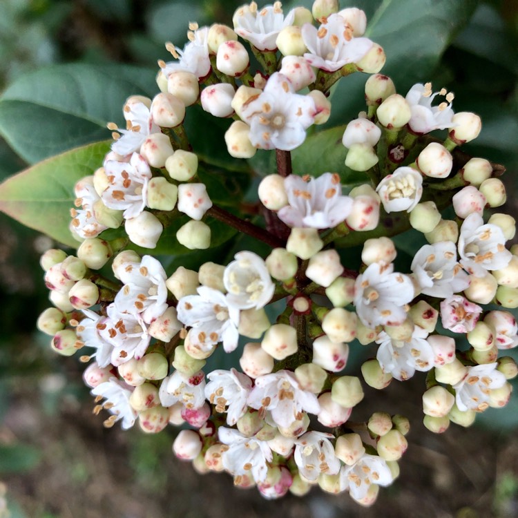 Plant image Viburnum plicatum f. tomentosum 'Mariesii' syn. Viburnum mariesii