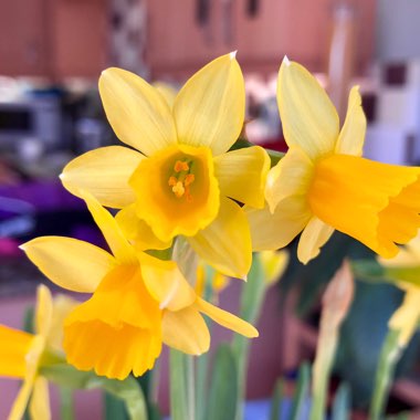 Narcissus 'Tête-à-Tête'