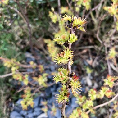 Sorbaria sorbifolia 'Sem'