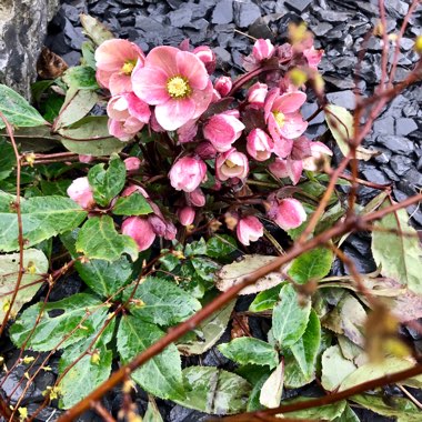 Helleborus 'Coseh 710' (HGC Series) syn. Helleborus 'HGC Pink Frost'