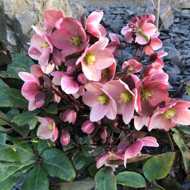 Helleborus 'Coseh 710' (HGC Series) syn. Helleborus 'HGC Pink Frost'