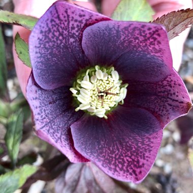 Helleborus x hybridus 'Ashwood Garden Hybrids'