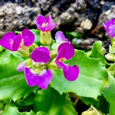 Arabis blepharophylla 'Rose Delight'