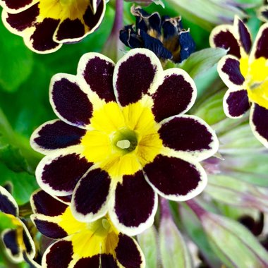 Primula 'Gold-laced Group' syn. Primula elatior 'Gold Lace', Primula elatior 'Victorian Gold Lace Black', Primula 'Gold Lace'