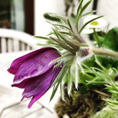 Pulsatilla vulgaris