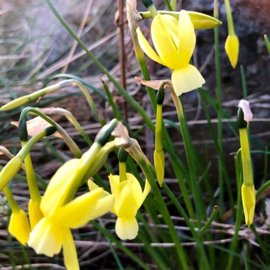 Narcissus triandrus