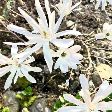 Magnolia stellata