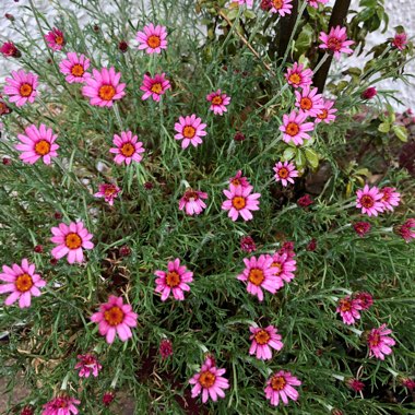 Rhodanthemum 'Marrakech' (Atlas Daisy Series)