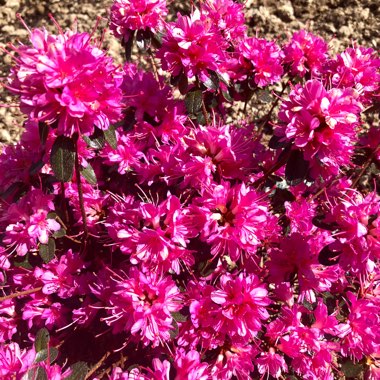 Rhododendron japonica 'Amoena'