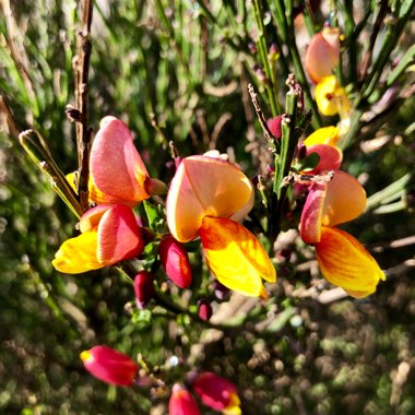 Cytisus 'Lena'