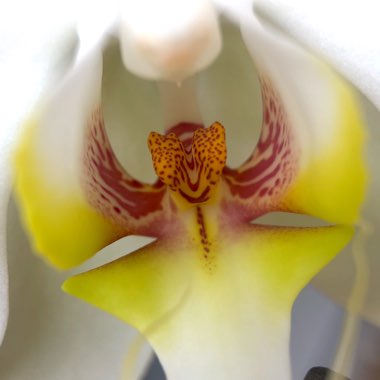 Phalaenopsis