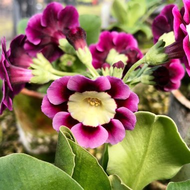 Primula auricula