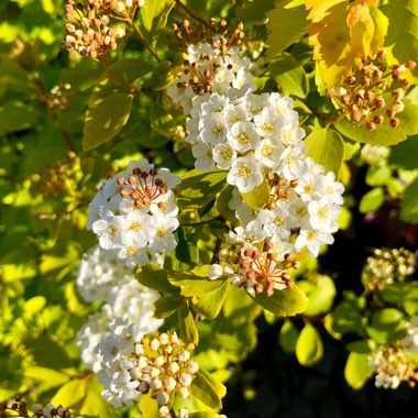 Spiraea x vanhouttei