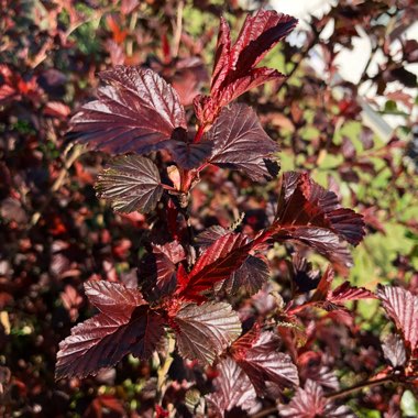 Physocarpus opulifolius