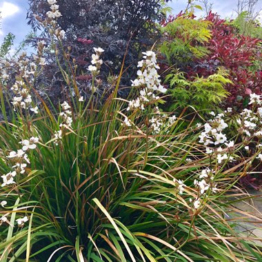 Libertia grandiflora