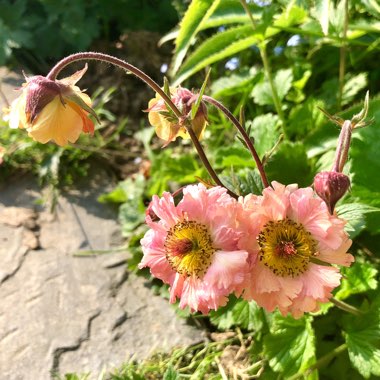 Geum 'Mai Tai'