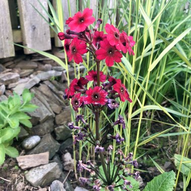 Primula japonica 'Miller's Crimson'