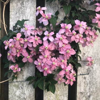 Clematis montana