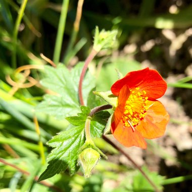 Geum borisii