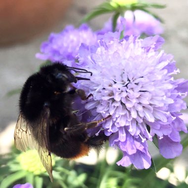 Scabiosa caucasica