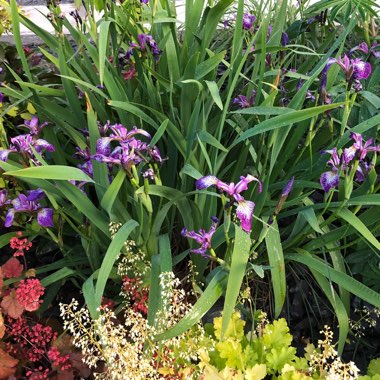 Iris sibirica 'Silver Edge'