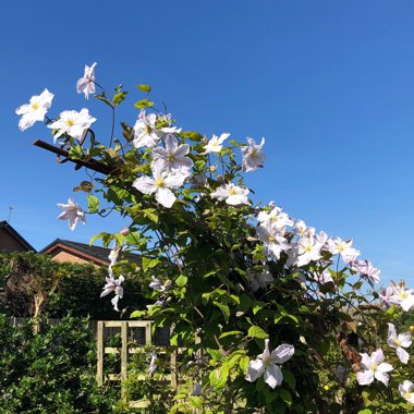 Clematis 'Prince George'