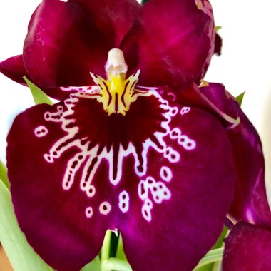 Miltonia Regnellii 