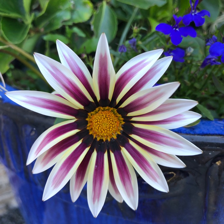 Plant image Gazania 'Rose Stripe'