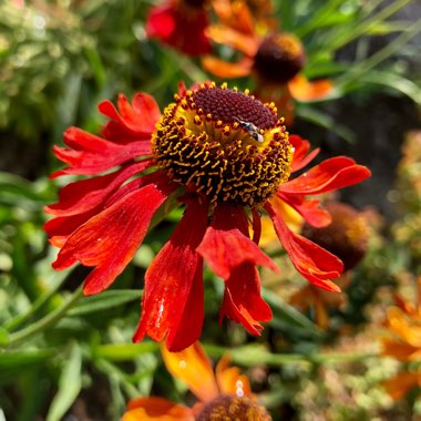 Helenium 'Moerheim Beauty'