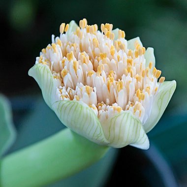 Haemanthus albiflos