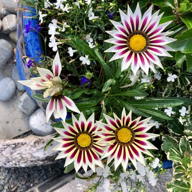 Gazania 'Rose Stripe'