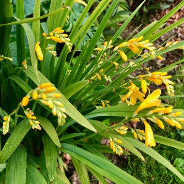 Crocosmia x crocosmiiflora 'Buttercup'