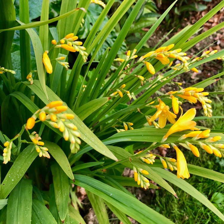 Plant image Crocosmia x crocosmiiflora 'Buttercup'