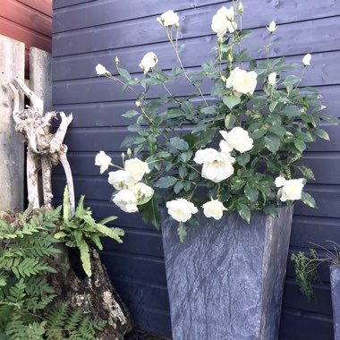 Rosa 'Korbin' syn. Rosa 'Iceberg', Rosa 'Fee des Neiges', Rosa 'Schneewittchen'