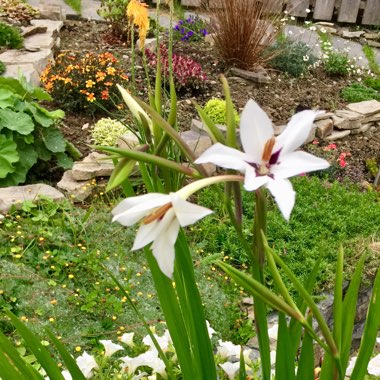 Gladiolus murielae syn. Acidanthera bicolor, Acidanthera bicolor 'Murielae', Acidanthera murielae, Gladiolus bicolor 'Murielae', Gladiolus callianthus, Gladiolus callianthus 'Murielae', Gladiolus 'Murieliae'