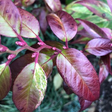 Leucothoe fontainesiana 'Walterii Rainbow'