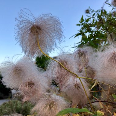 Clematis tangutica 'Bill MacKenzie'