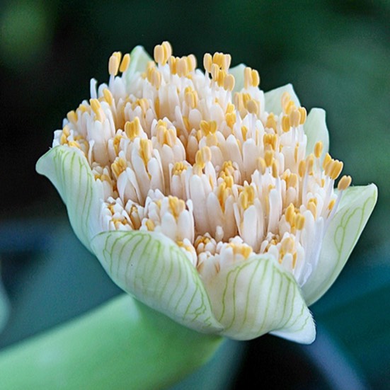 Plant image Haemanthus albiflos