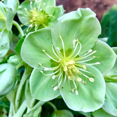 Helleborus argutifolius