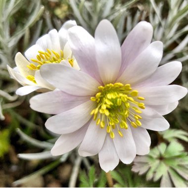 Anemone blanda 'White Splendour'