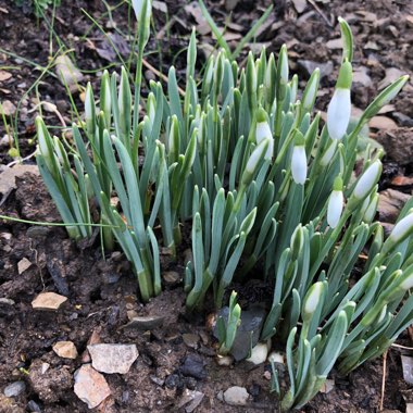 Galanthus nivalis