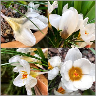 Crocus chrysanthus 'Aubade'