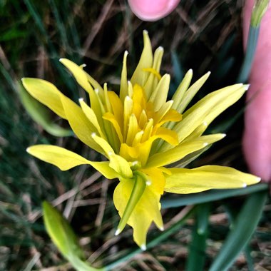 Narcissus 'Rip van Winkle' syn. Narcissus 'Plenus'