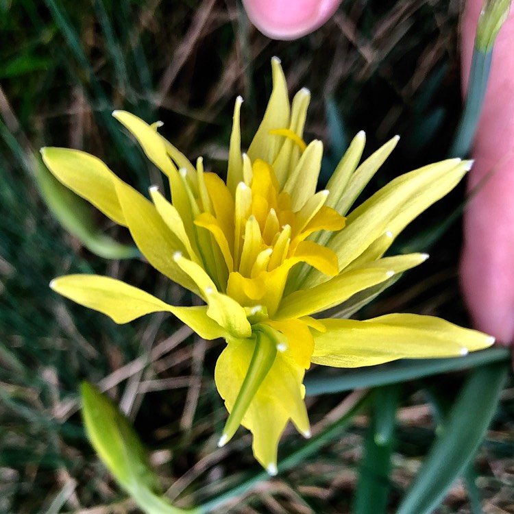 Plant image Narcissus 'Rip van Winkle' syn. Narcissus 'Plenus'